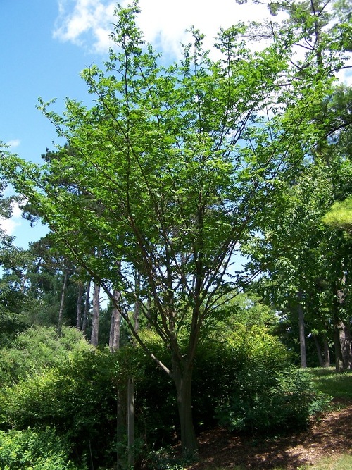 LES PLUS BEAUX ARBRES EN HABIT D'AUTOMNE