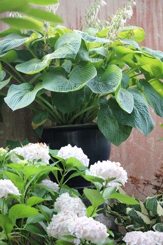  hosta sieboldiana 'Elegans'