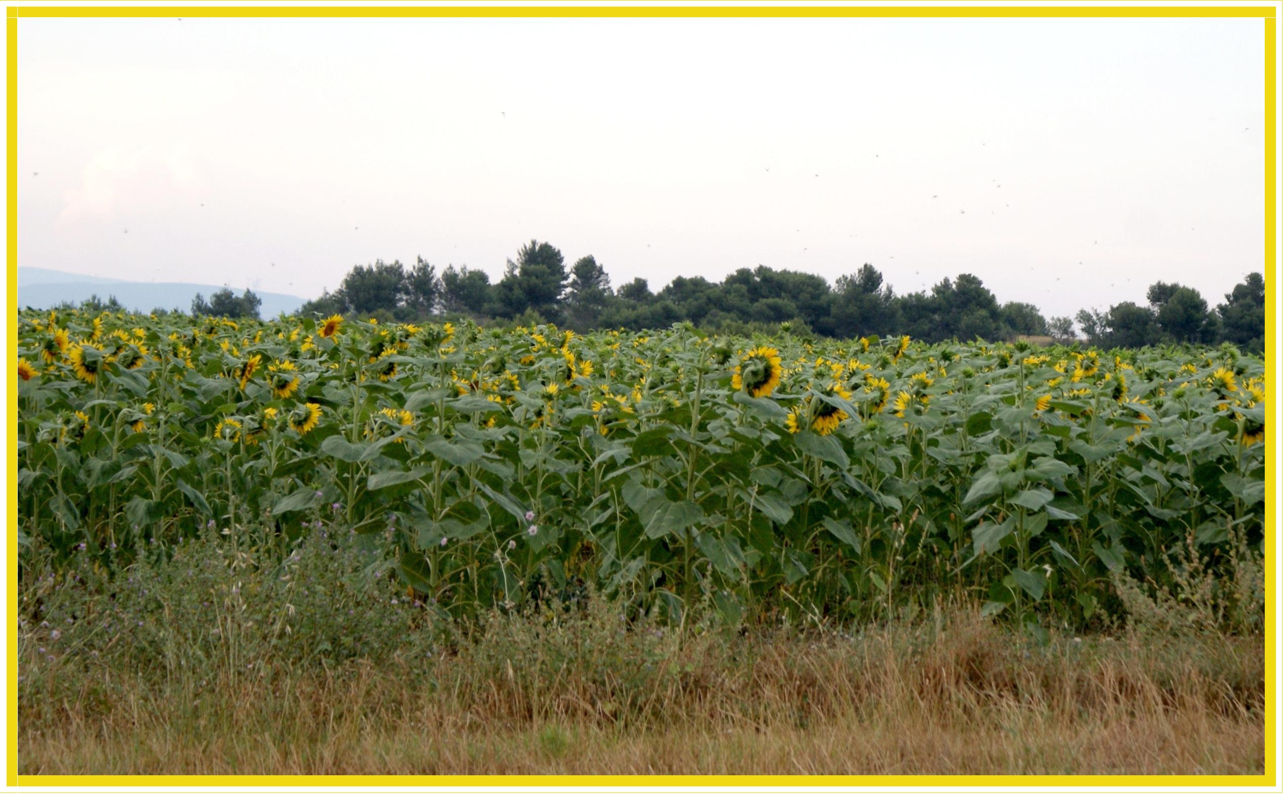 Les Tournesols de mon voisin