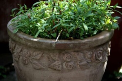 Des pots de fleurs sur une balançoire - Marie Claire