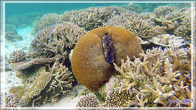 Corail-cerveau dédale, Brain coral (Platygyra daedalea) avec inclusion d'un bénitier - Athuruga - Atoll d'Ari - Maldives