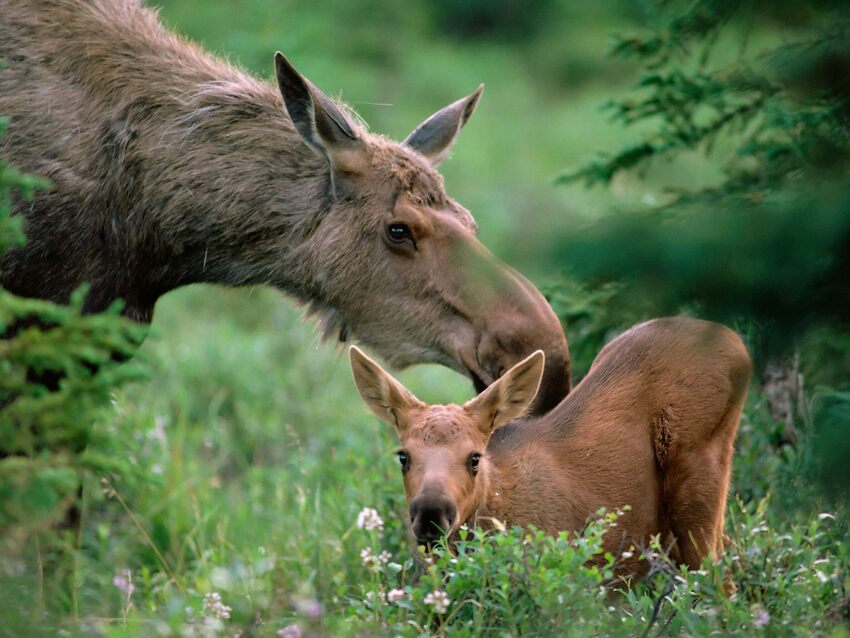 10 images d'animaux