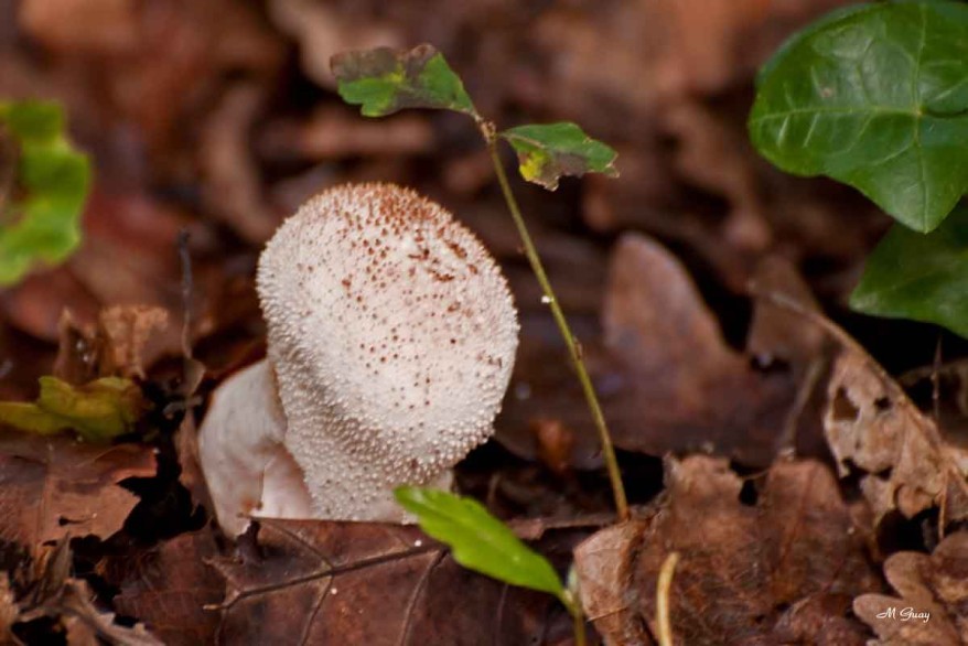 champignon-meringue-9947.jpg