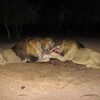 Mount Etjo Lion Feed