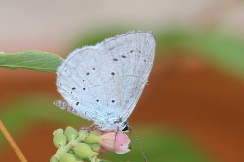 Papillons de ce jour