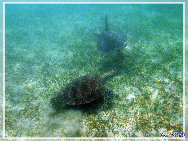 Snorkeling à Nosy Sakatia : tortues imbriquées (ou à écailles) - Madagascar