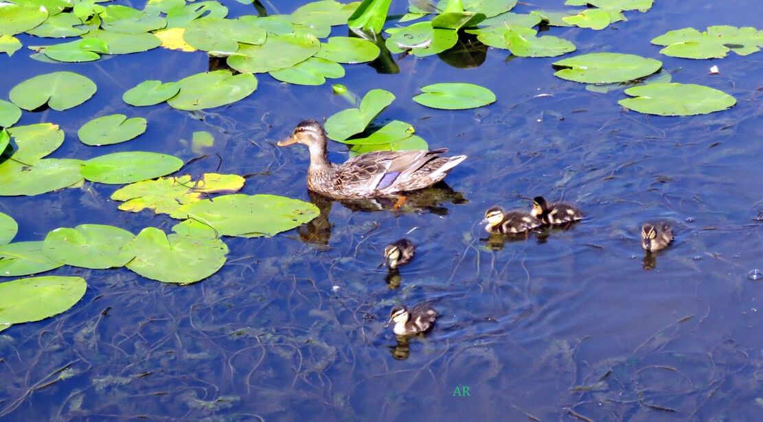 une belle famille sur l'eau