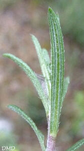 Lithodora fruticosa - grémil ligneux