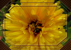 Calendula officinalis