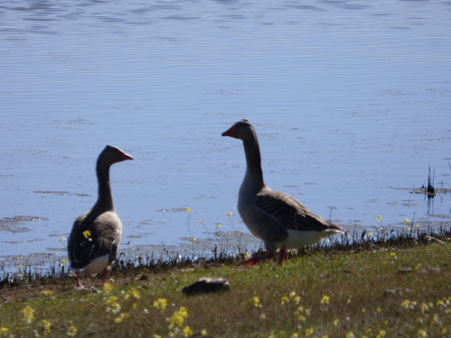 Sur les rives du barrage d'Alqueva 