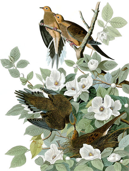 Les tourterelles tristes de Jean-Jacques Audubon