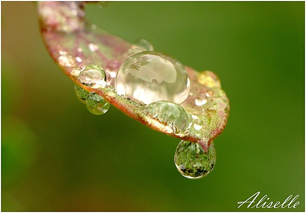 Goutte-sur-coronille-arbustive-5.jpg