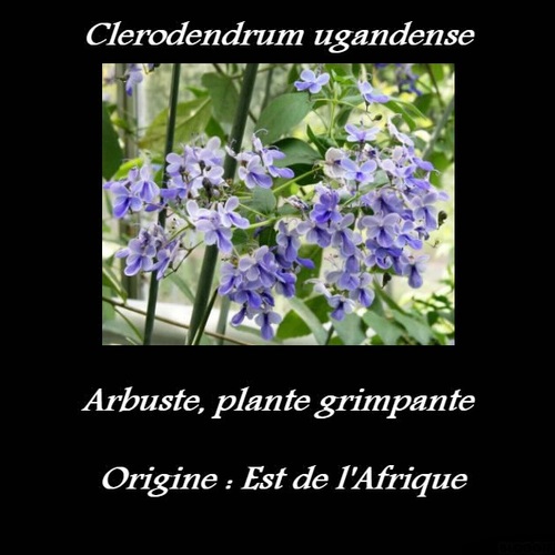 Clerodendrum ugandense 