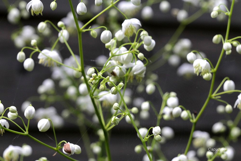 Feu d'artifices au jardin