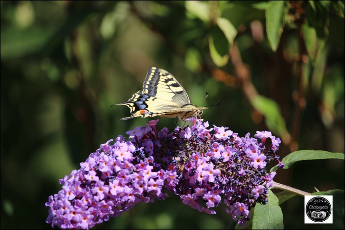 Papillon Machaon