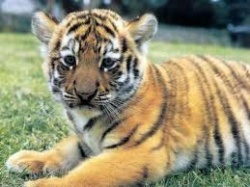 photos de tigres