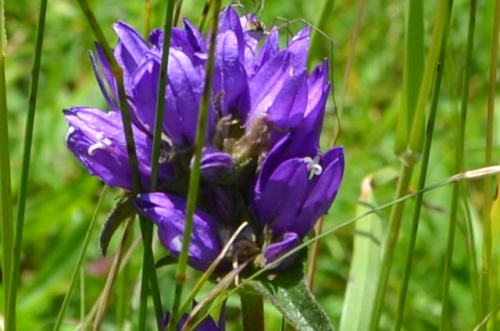 Fleurs de montagnes