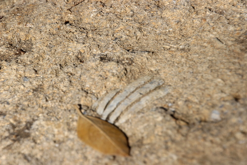 Agrigente, la vallée des temples