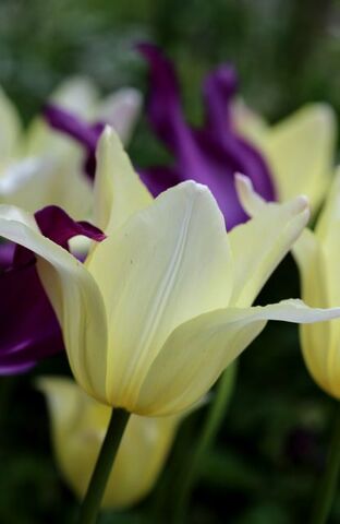 Tulipes 2021 : Elegant Lady et Purple Dream