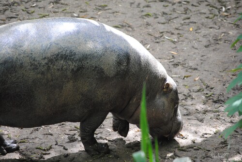 L'hippopotame pygmée. 