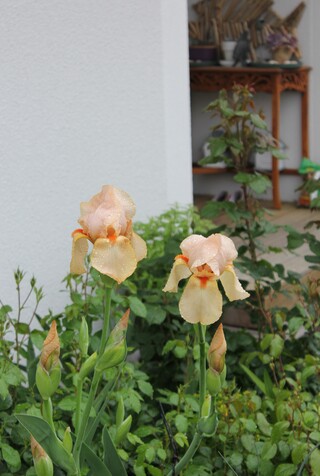 iris germanica rose saumoné pâle 'Mme Fançois Debat'