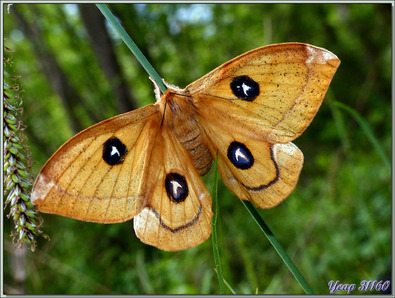 Papillon de nuit "La Hachette" femelle (Aglia tau) - Pic d'Aillo - Sauveterre de Comminges / Régades - 31