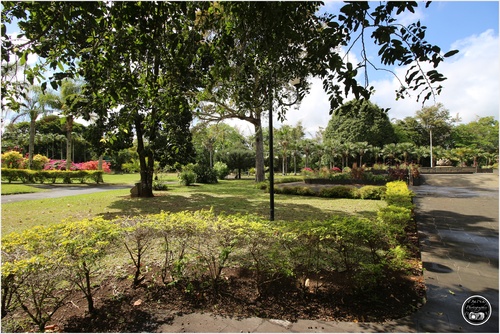 Le jardin botanique de Pamplemousse