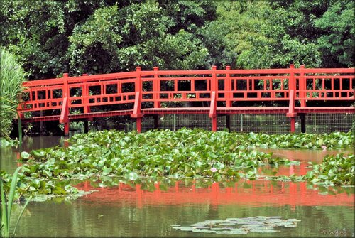 Jardin japonais : Parc floral de la Court d'Aron