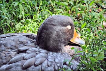 Photo de brassemer cendré (canard-vapeur)