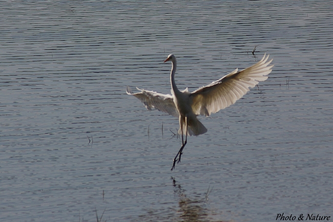 Grande Aigrette