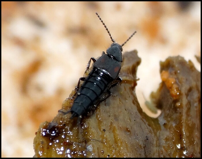 Ontholestes (murinus)