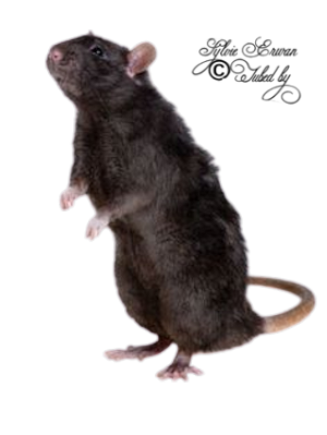  Rats souris créations 1
