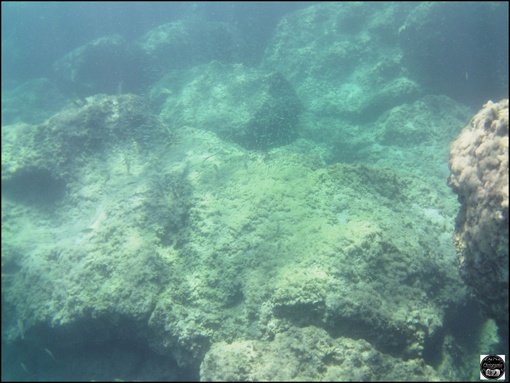 Grèce, vue sous-marine, de la mer Egée