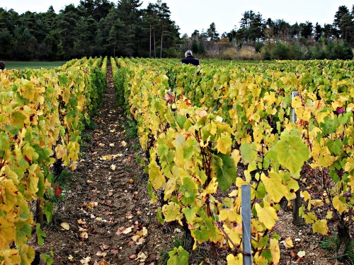 Le club-photo dans les vignes...