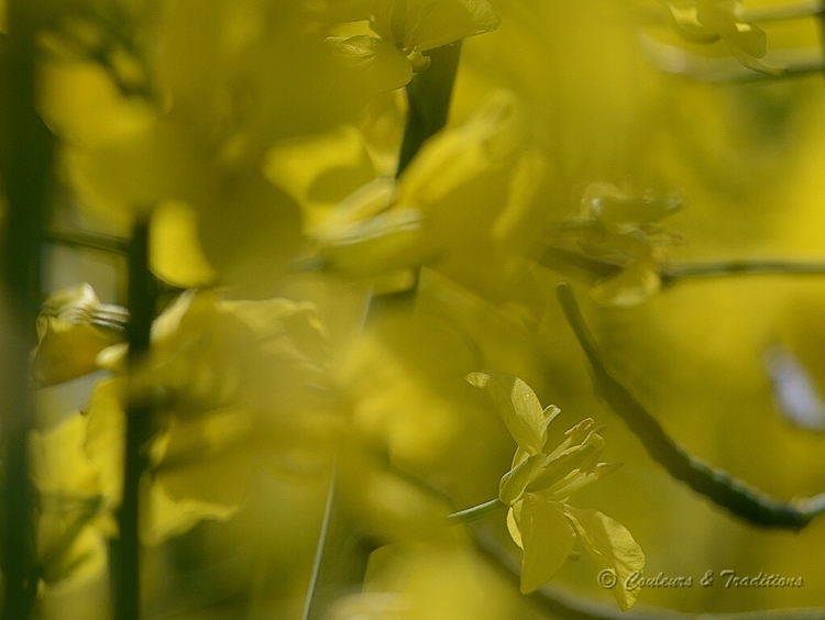 Immersion dans une mer jaune de colza 