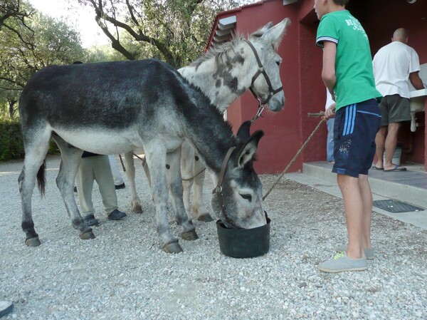 Images insolites de vacances des ânes au camping