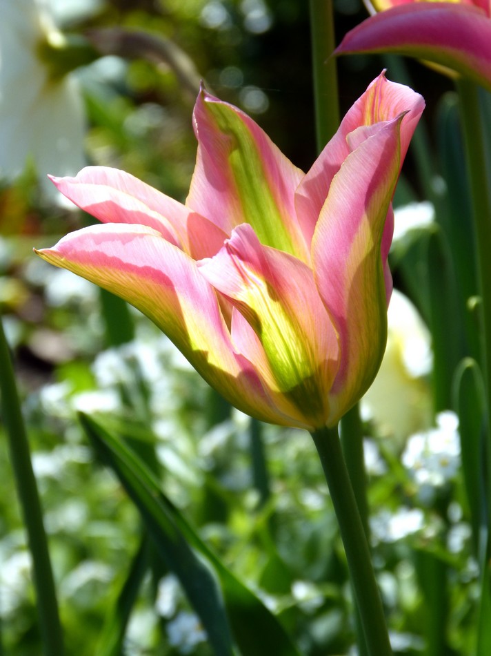 Au jardin des plantes en avril 