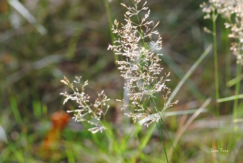 Jeux d'herbes!