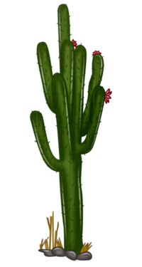 Tubes : Plante grasse/cactus 
