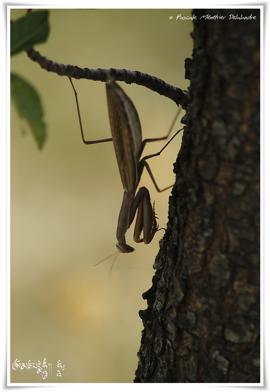 Mantis religiosa immature - Mante religieuse - forme brune
