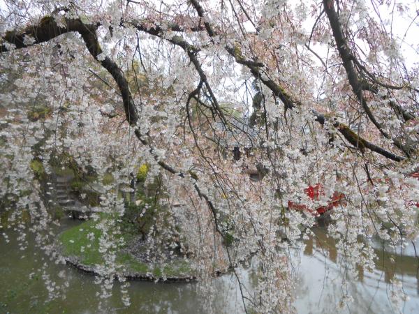 Les cerisiers Japonais