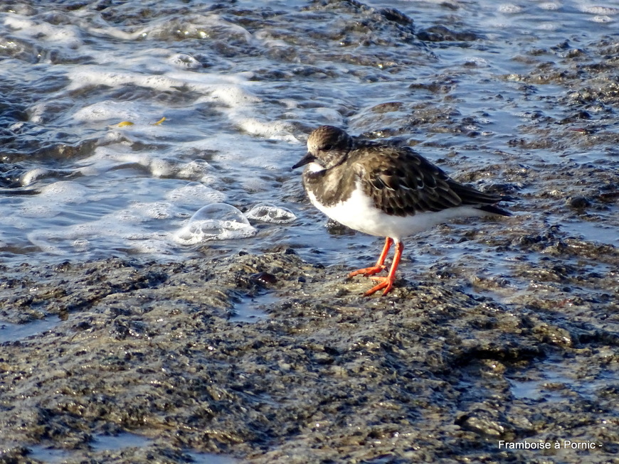 Oiseaux du littoral de la côte de Jade - 2019