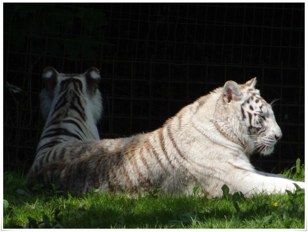 Zoo de Cerza - Le tigre blanc