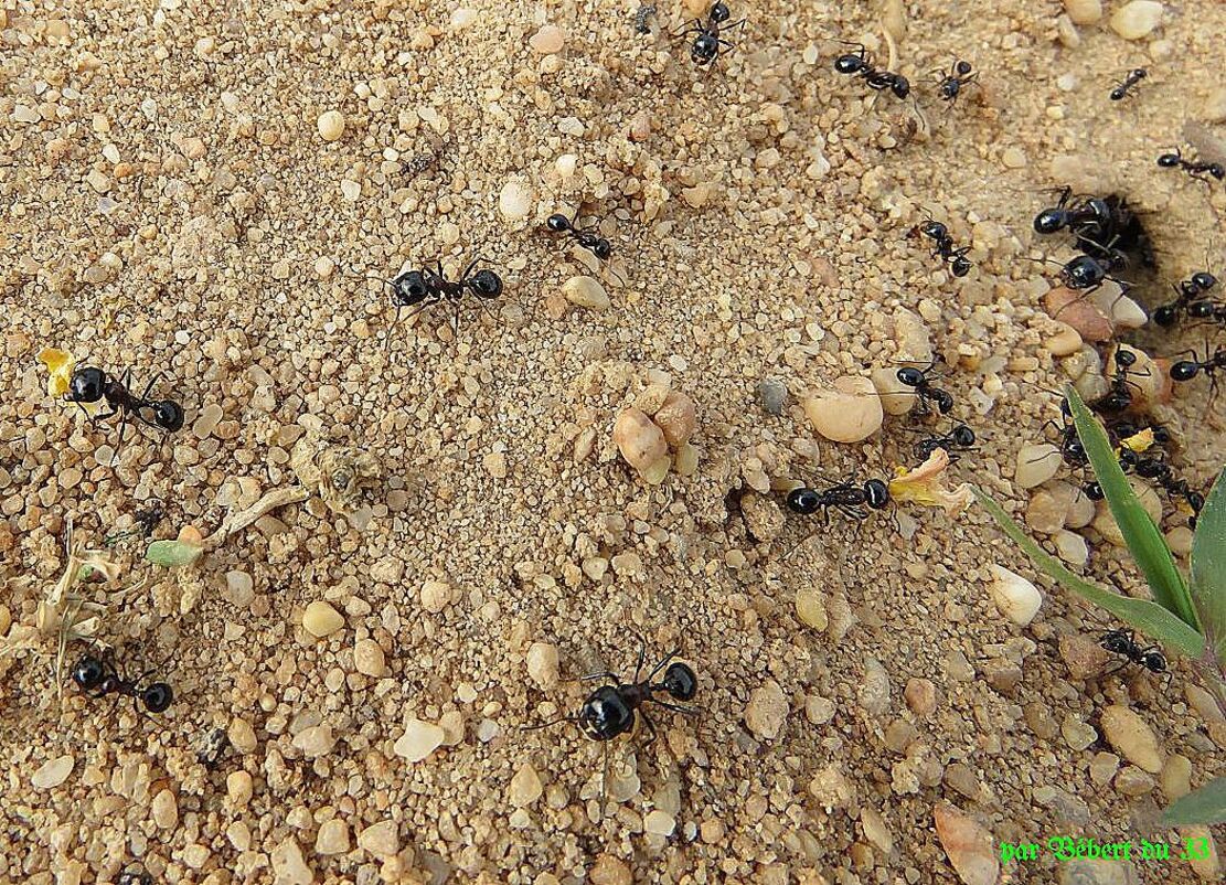 des fourmis sur ... !