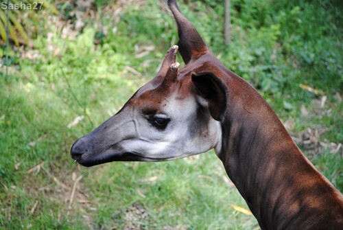 (11) L'okapi.