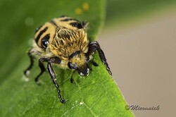  Trichie commune (Trichius rosaceus)