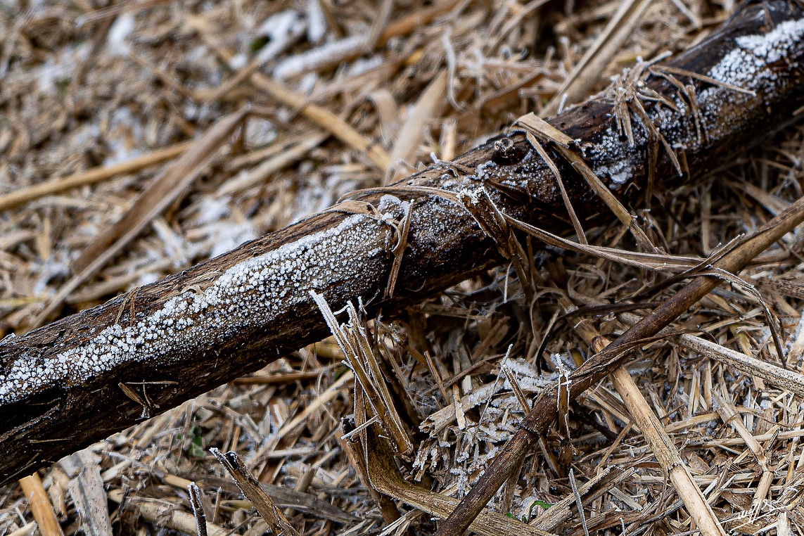 Les étangs de Bresse par un temps de gel