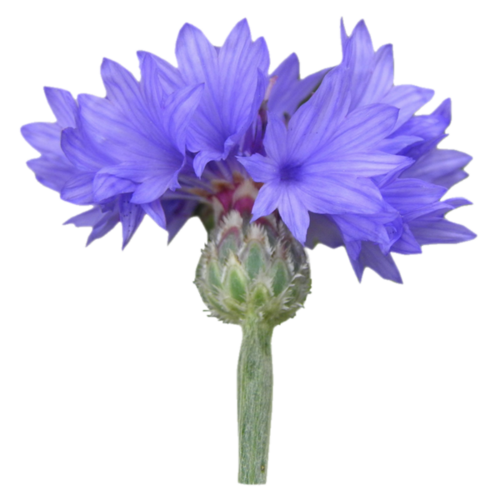 Fleur de Bleuet