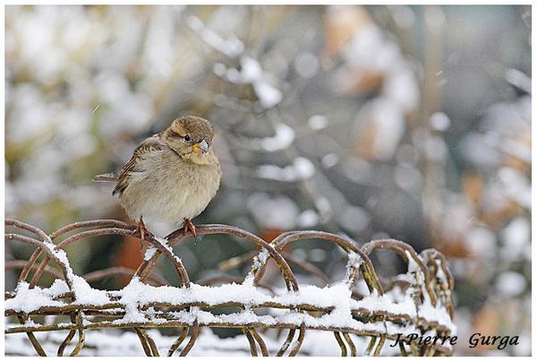 Les très belles photos d'oiseaux en hiver de Jean-Pierre Gurga