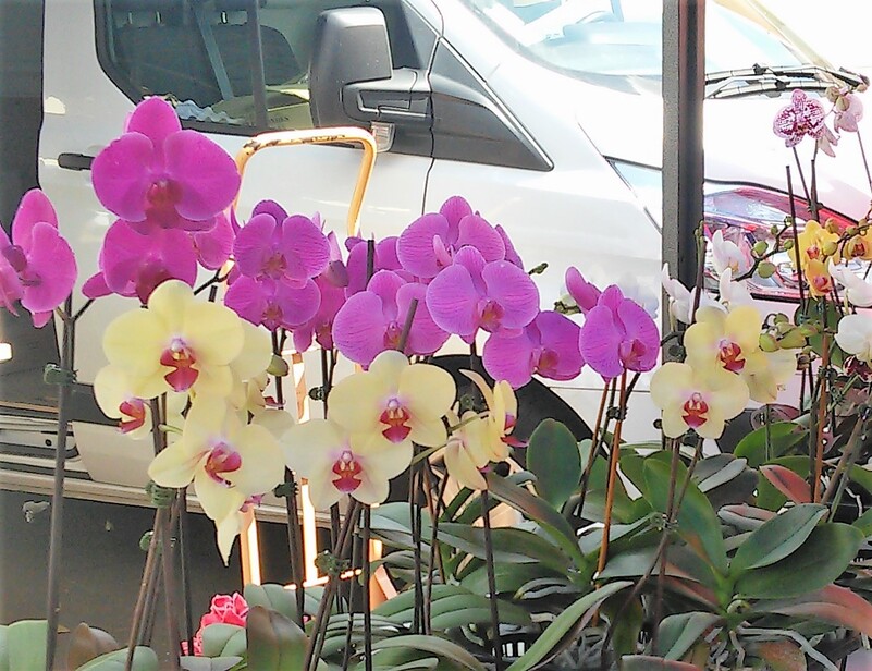 ST-ANDRÉ (Réunion) et son marché (FIN)